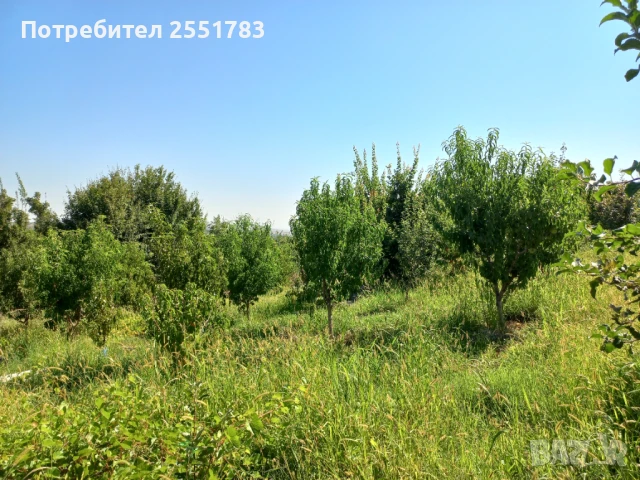 Млада плододаваща  овошна градина, снимка 4 - Земеделска земя - 41125668