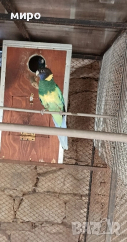 Двойка Бернардови розели ,млади птици !, снимка 6 - Папагали - 46686723