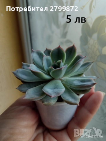 Опунция микродазис, Ешеверия, Граптопеталум, снимка 3 - Градински цветя и растения - 52108842