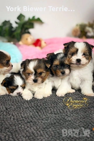 Йоркширски Териер! Сладури бебета  с родословие за деца и възрастни! Доставка 
