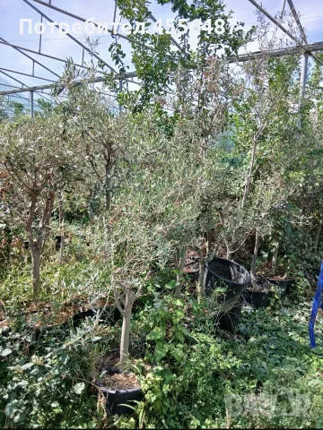 Продуктивни маслинови дървета olea europaea, снимка 4 - Градински цветя и растения - 56138815