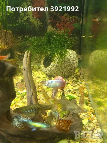 Декоративни гупи, снимка 4 - Рибки - 53197365