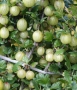 Цариградско грозде (Ribes uva-crispa) - бяло, снимка 2