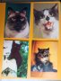 Картички Котки - лот 1, снимка 1 - Колекции - 39807449
