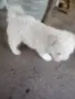 малки болонки на 2 месеца, снимка 1