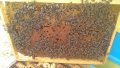 Пчелни отводки, снимка 9
