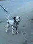 Кученце далматинец, снимка 1
