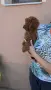 ТОЙ ПУДЕЛЧЕ МОМЧЕНЦЕ, снимка 2