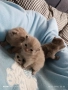 Прекрасни британски котета , снимка 4