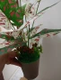 изкуствени цветя в кашпи , снимка 5