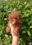 Пудел той момченце, снимка 1