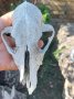 Стар череп от животно,  за декорация - 5