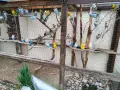 Папагали Маскови неразделки. , снимка 3
