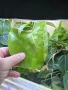 Растения надводни и водни , снимка 4