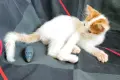 Подарявам малки котенца на три месеца, снимка 7