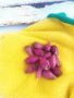 Студоустойчиви кактуси Опунция (Бодлива круша) подходящи за Вашата красива градина, снимка 18