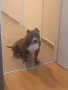 American bully standart, снимка 5
