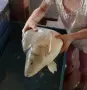 ЖИВА РИБА ШАРАН ОТ ЯЗОВИР, снимка 2