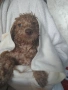 Мини той пуделче момче , снимка 3