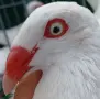 Гълъби Датски летачи, снимка 2