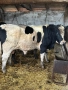 Продавам Мъжки Телета, снимка 3