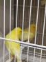 продавам цветни канари Жълти Червени Глостери и Венецуелски Скатии , снимка 10