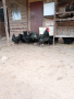  Разплодни яйца от черен АВСТРАЛОРП , снимка 1 - Кокошки и пуйки - 44555227