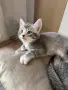 Британски котенца, снимка 4