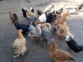 Селски кокошки, снимка 6