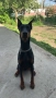 Доберманчета с родословни родители !, снимка 8