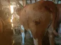 свободни дебели за клане или дамазлък , снимка 2