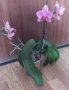 Орхидея фаленопсис Ravenna, снимка 1 - Стайни растения - 37358307