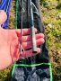 Шаранджийски въдици 13 ft 3,5 либри Delphin Paranoya и Carp pro Rondel, снимка 2
