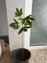 Каркаде хибискус, снимка 5