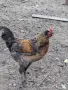 Домашни петли Средец, снимка 8