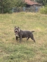 American Pitbull Terier X American bully, снимка 3