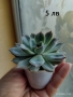Опунция микродазис, Ешеверия, Граптопеталум, снимка 3