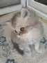Персийски принц на символична цена, снимка 2