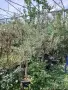 Продуктивни маслинови дървета olea europaea, снимка 4