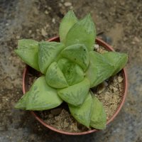 Хавортия (Haworthia × cuspidata), снимка 1 - Стайни растения - 37398670