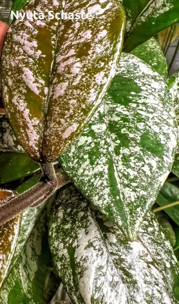 ⁦Hoya carnosa stardust flower⁩, снимка 1