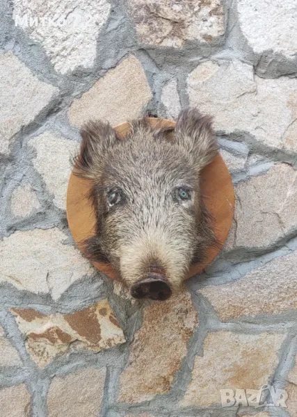  Ловен трофей, снимка 1