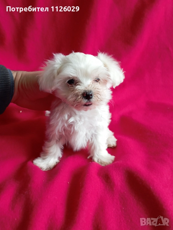 Малтезер момиче на 2 месеца , снимка 1