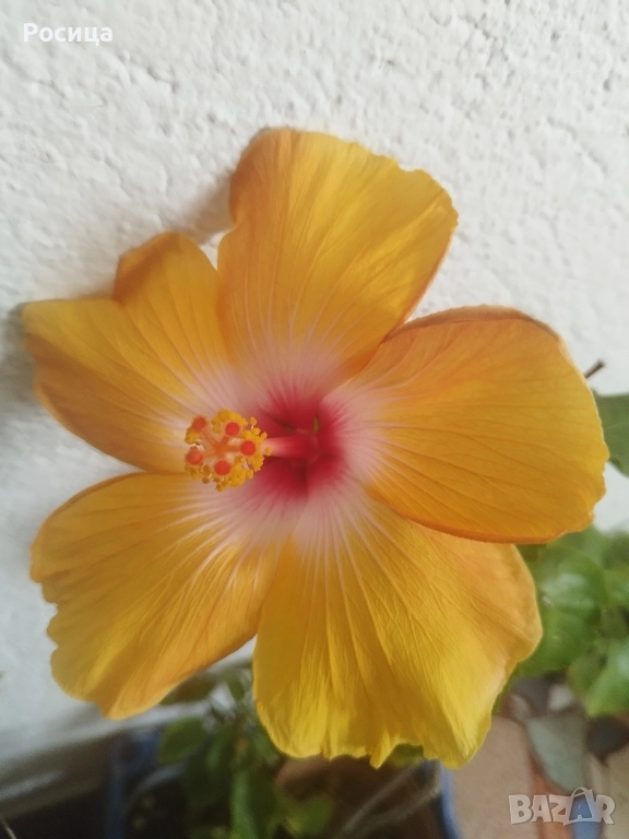 китайска роза, снимка 1