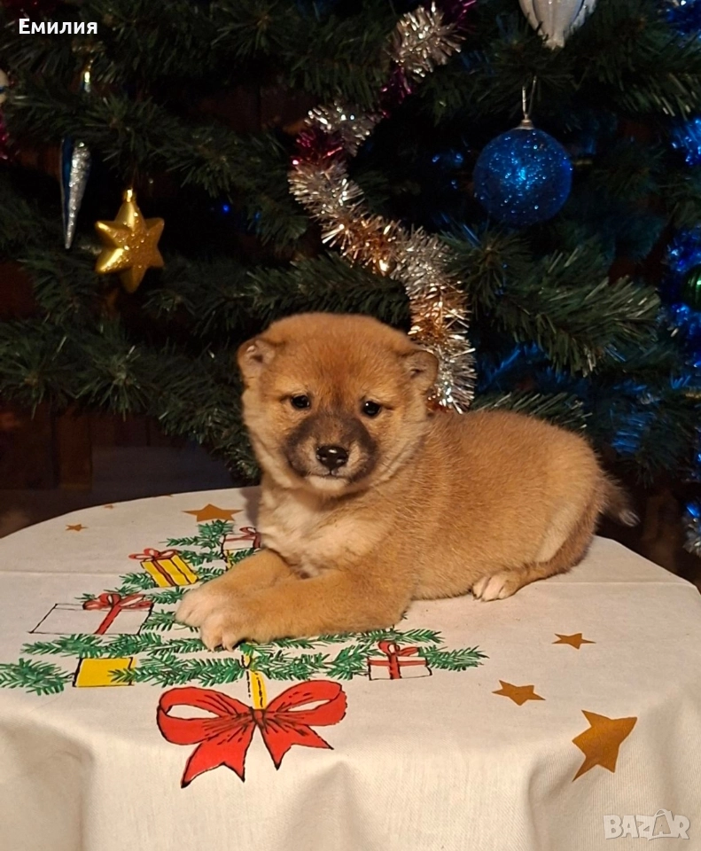 Шиба ину Коледни изненади, снимка 1