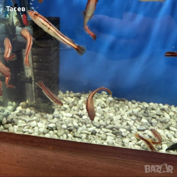 Червен змиеглав 7см, снимка 1