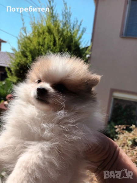 Продавам кученца померански шпиц, снимка 1