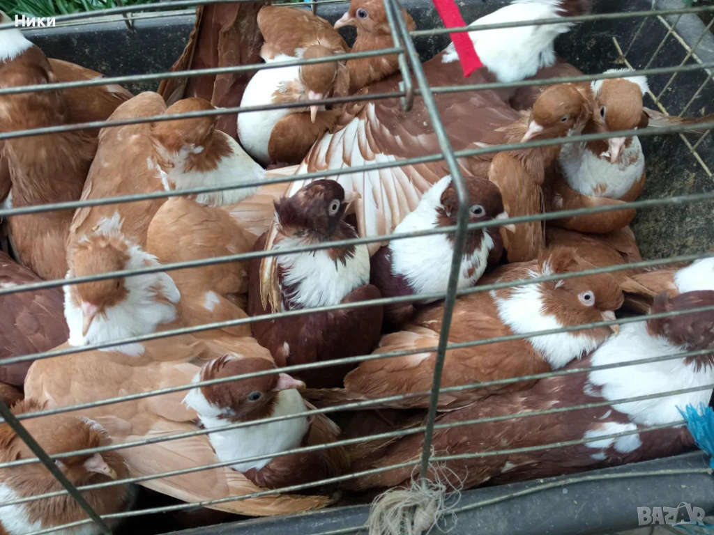 Гълъби Чирпански , снимка 1