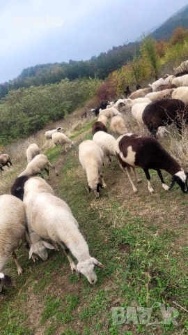 Продават се овце и шилета., снимка 7 - Овце - 52260562