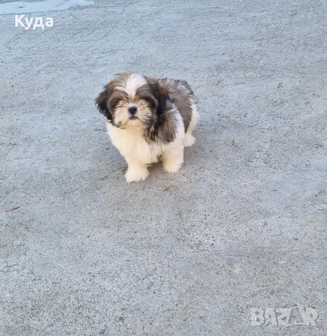 Ши Тцу Shih Tzuu